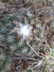 Coryphantha retusa
