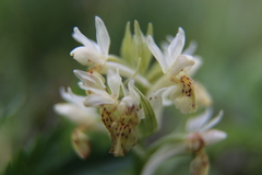 Dactylorhiza sambucina