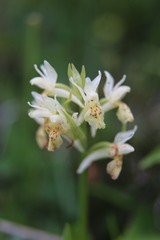 Dactylorhiza sambucina