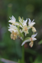 Dactylorhiza sambucina