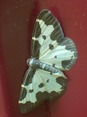 Lomaspilis marginata