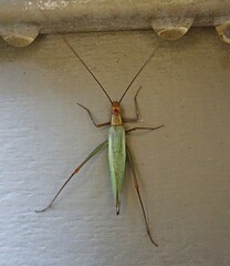 Oecanthus pini