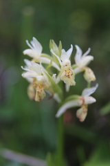 Dactylorhiza sambucina