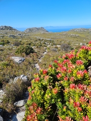 Mimetes fimbriifolius