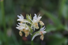 Dactylorhiza sambucina