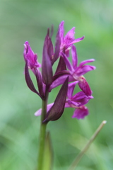Dactylorhiza sambucina