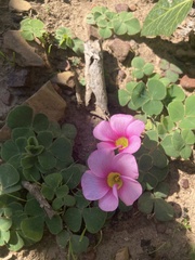 Oxalis purpurea