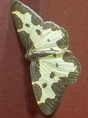 Lomaspilis marginata