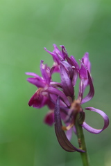 Dactylorhiza sambucina