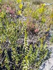 Erica imbricata