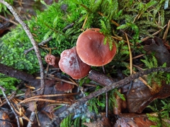 Lactarius camphoratus