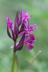 Dactylorhiza sambucina