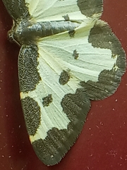 Lomaspilis marginata