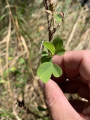 Desmodium tortuosum