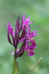 Dactylorhiza sambucina