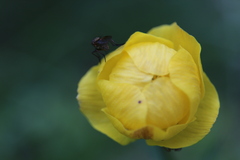 Trollius europaeus