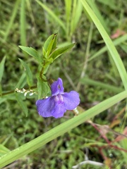 Mimulus ringens