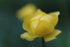 Trollius europaeus
