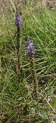 Veronica spicata