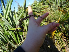 Machaerina rubiginosa