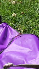 Sympetrum sanguineum