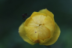 Trollius europaeus