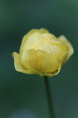 Trollius europaeus