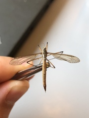 Tipula paludosa
