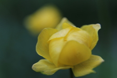 Trollius europaeus