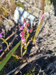 Muraltia satureioides