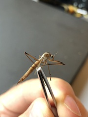 Tipula paludosa