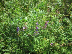 Vicia amoena