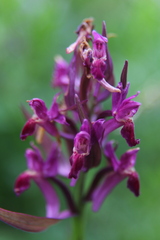 Dactylorhiza sambucina
