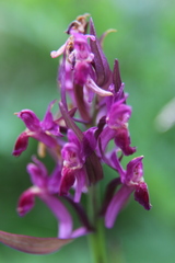 Dactylorhiza sambucina