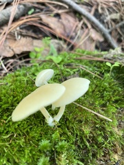Lactocollybia