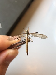 Tipula paludosa