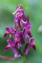 Dactylorhiza sambucina