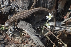 Lacerta agilis