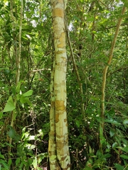 Diphysa carthagenensis