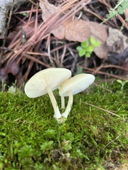 Lactocollybia