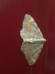 Macaria liturata