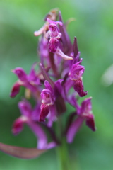 Dactylorhiza sambucina