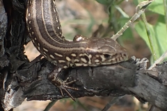 Lacerta agilis
