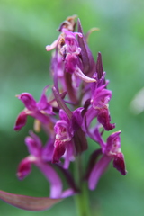Dactylorhiza sambucina