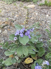 Vitex rotundifolia