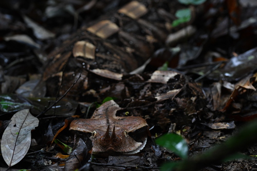 Western Gaboon Viper