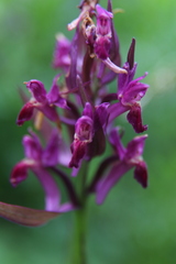 Dactylorhiza sambucina