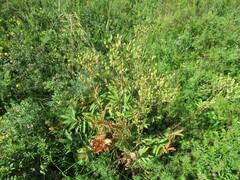 Potentilla longifolia