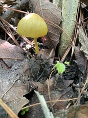 Pluteus chrysophlebius