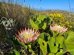 Protea cynaroides